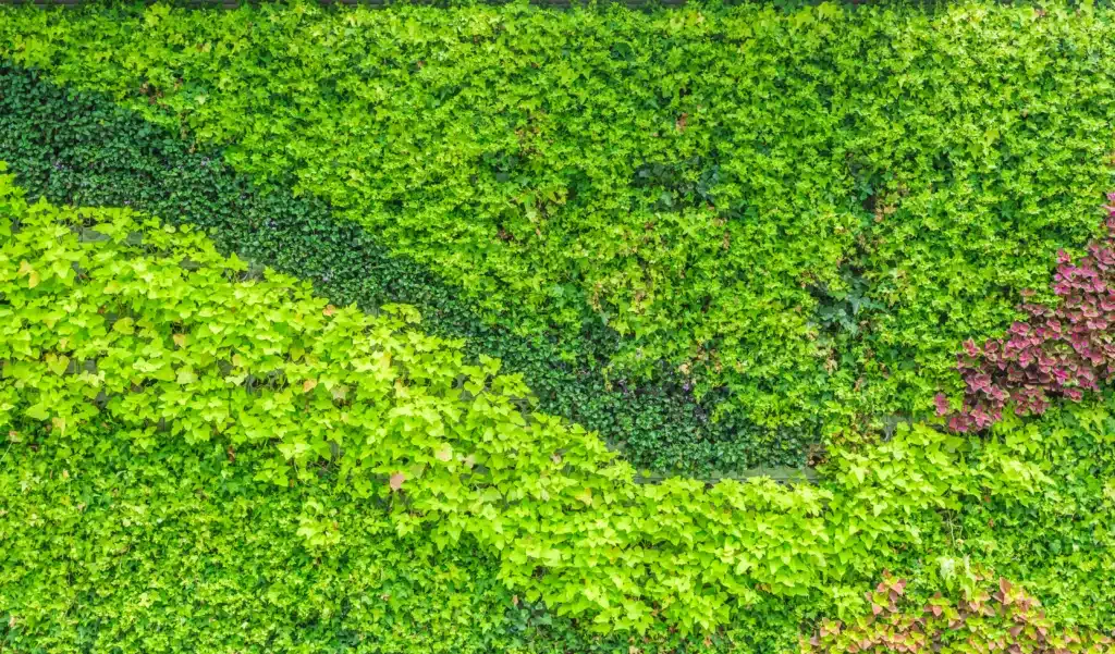 entretien des massifs à Bapaume