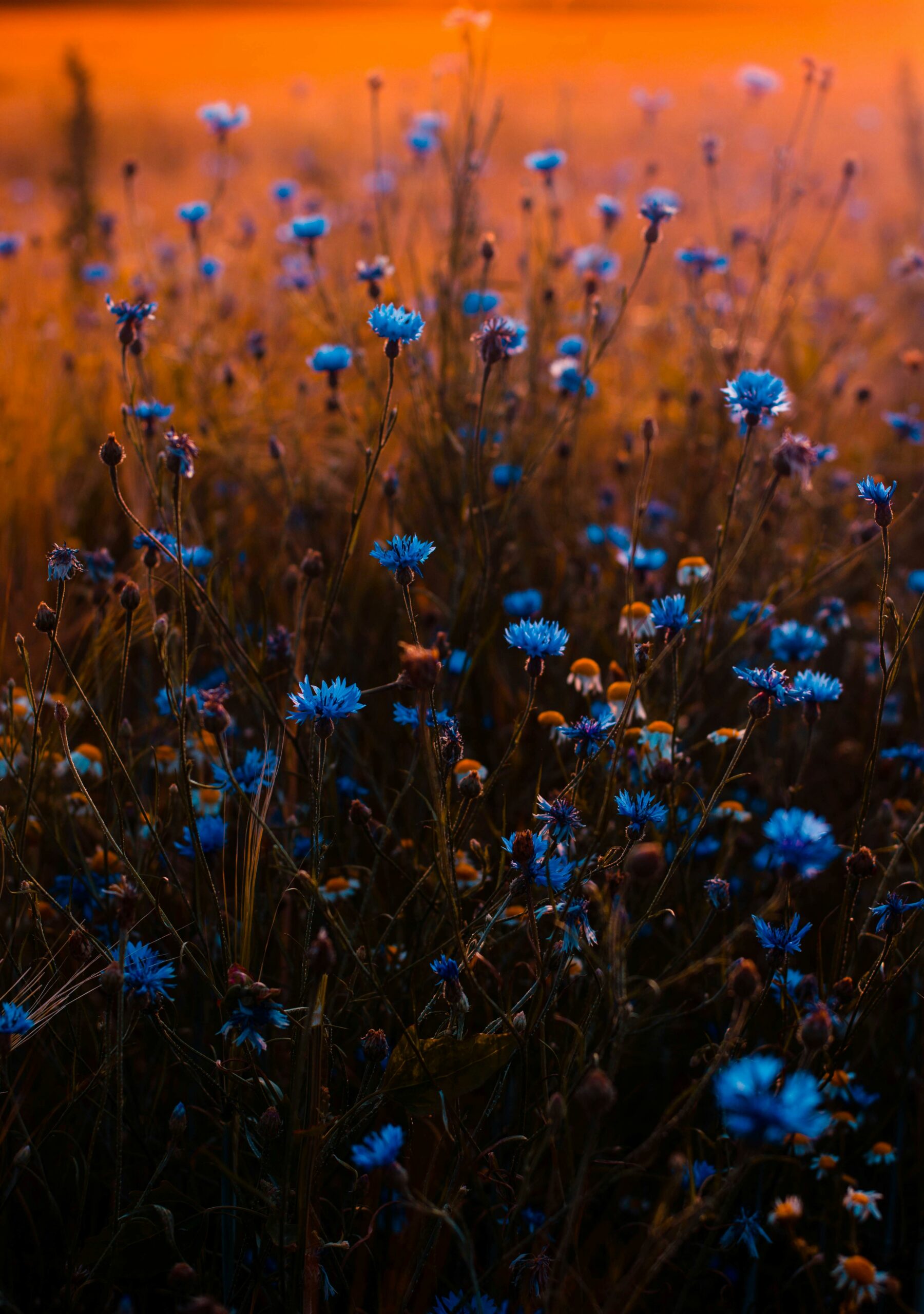Services de jardinage à Oisemont