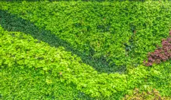 entretien des massifs à Bapaume