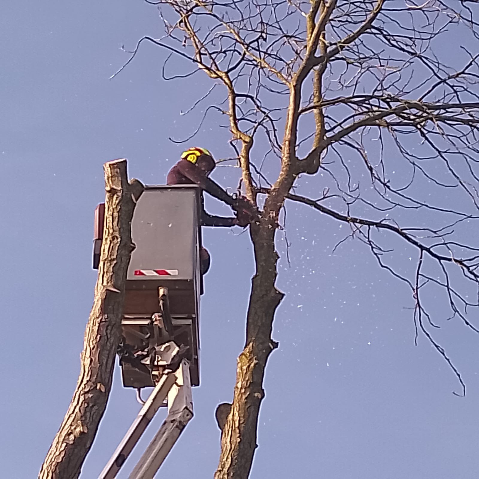 Elagage de qualité à Abbeville