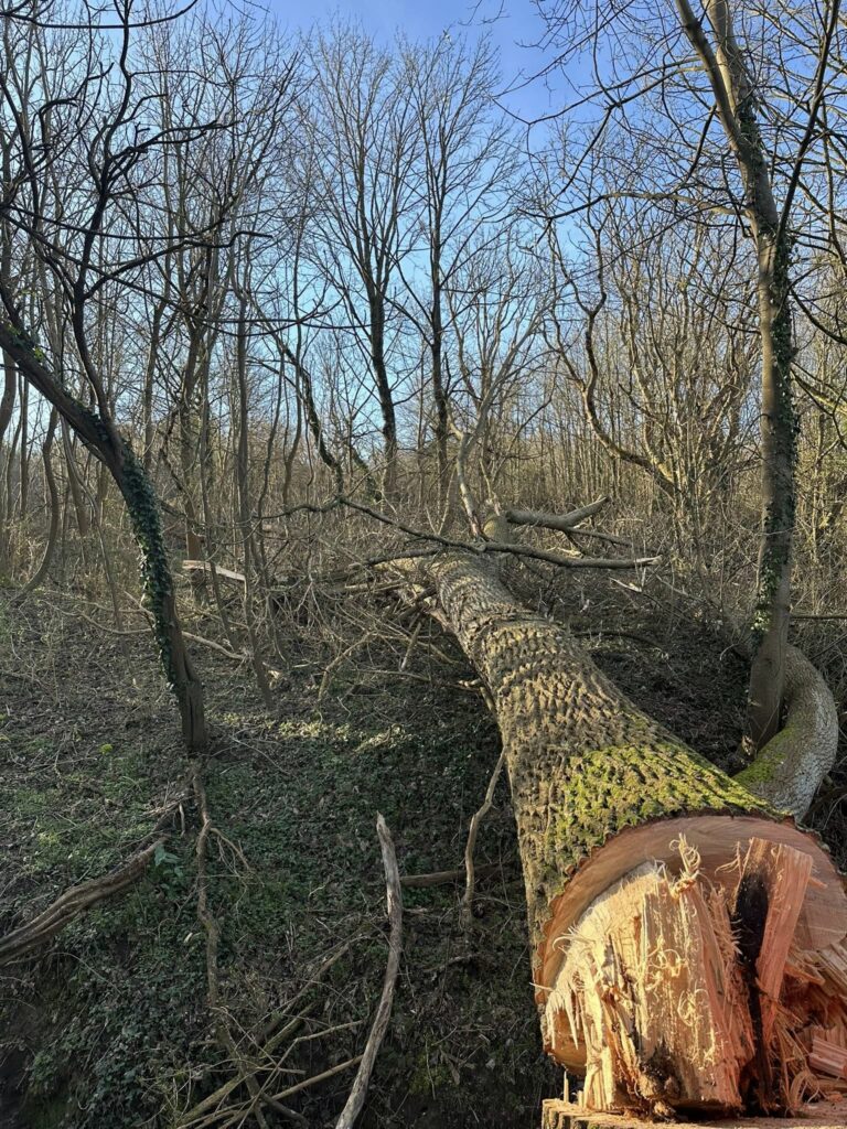 Élagage d’arbres dangereux à Airaines