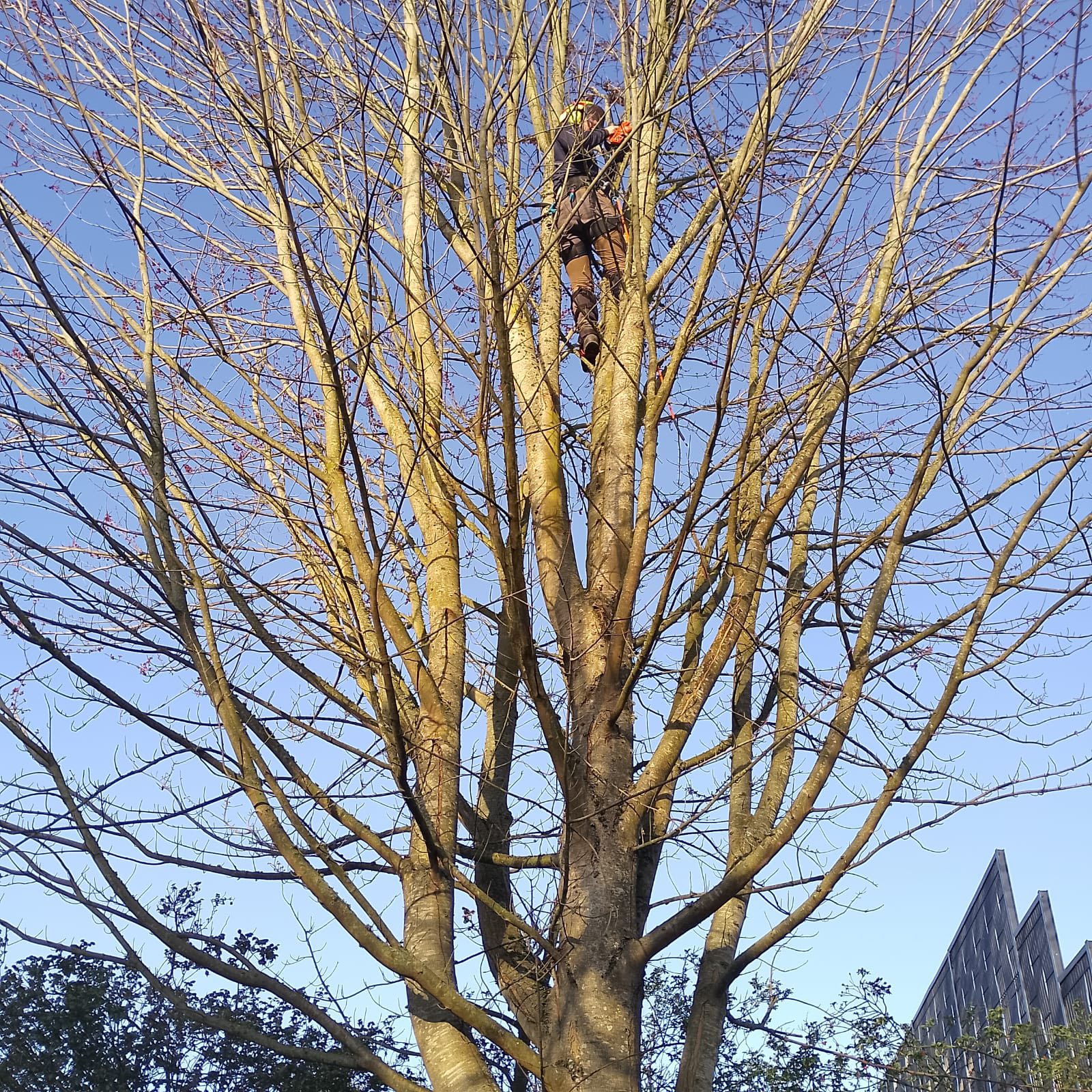 Elagage de qualité à Abbeville