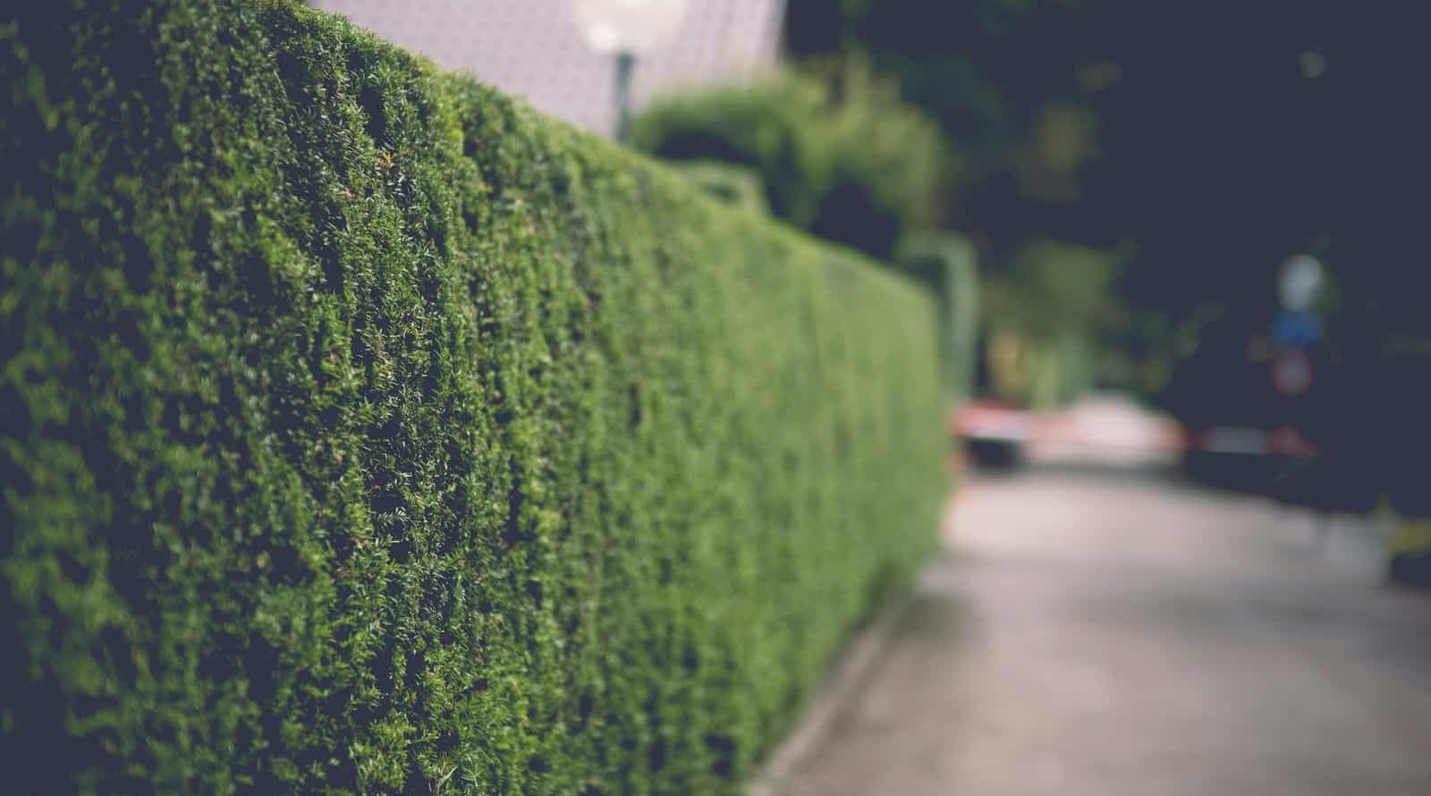 Jardinier et paysagiste incontournable à Abbeville